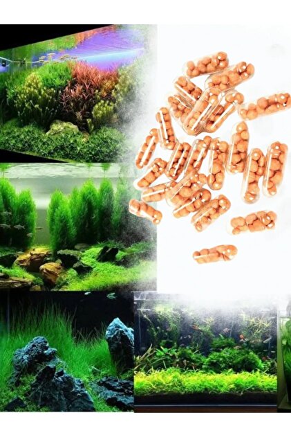 İthâl Bitki Cryptocoryne Wendtii Flamingo Küçük In Vitro Cup Canlı