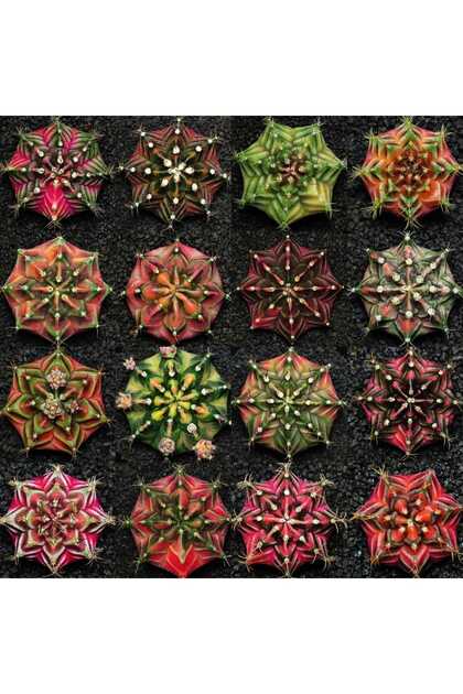 Gymnocalycium Variegata Karışık Tohum 30 Adet