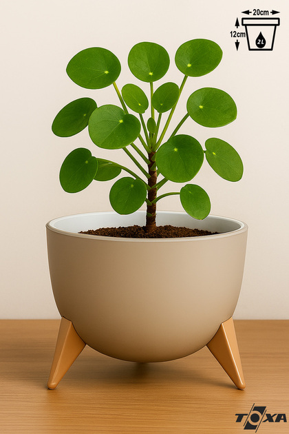 ToXA Ayaklı Küre Saksı 2 Litre Bej 19,5cm Süzgeçli Plastik Bonsai