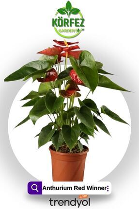 Cemre Garden Anthurium Red-Flamingo iei Antoryum  Mekan Bitkisi 60 cm  Fiyat - Trendyol