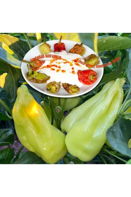 Taze Kale Biberi 3500 gr