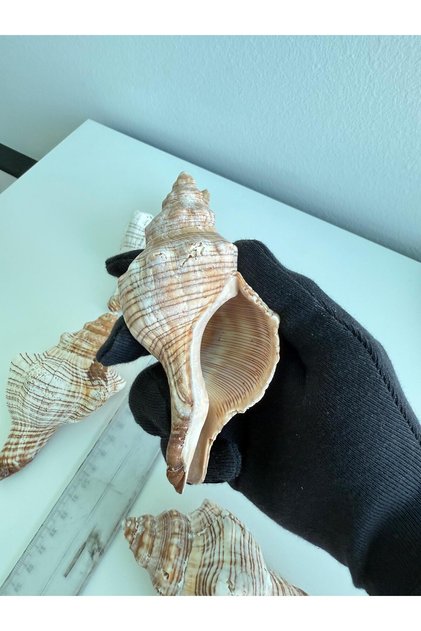 1 Adet Deniz Kabuğu; P. Trapezium / Calvus Kabuğu | 11-13 cm ve Dekor Kabuk