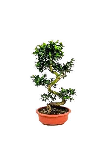 Ficus S Bonsai 60-80 Cm