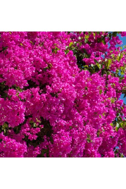 Pembe Begonvil Sarmaşığı (BOUGAİNVİLLEA)