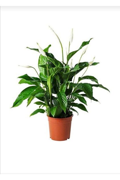 Barış Çiçeği Spathiphyllum Sokak Lambası Ev Bitkisi Ofis Bitkisi