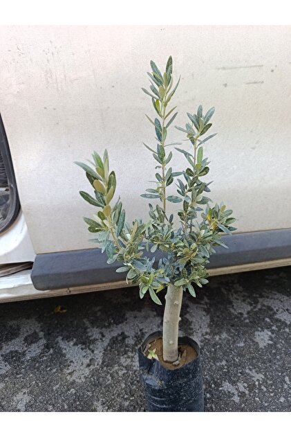 Soğuklara Dayanıklı Gemlik Tipi Zeytin Fidanı 2 Yaş