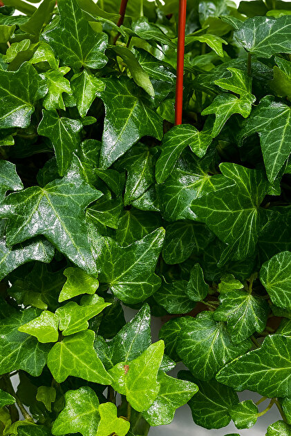 philodendron florida ghost variegated Philodendron Florida Ghost 'Big size' – Greenspaces.id main image 1