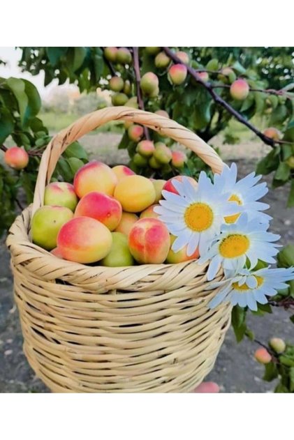 Wicker Basket,Egg Basket Bamboo Basket