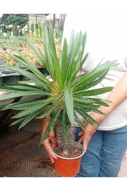 cantropikal Pachypodium Geayi 25-30 Cm Arası Madagaskar Palmiyesi