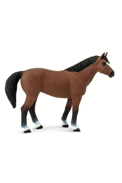 Cal Quarter Gelding
