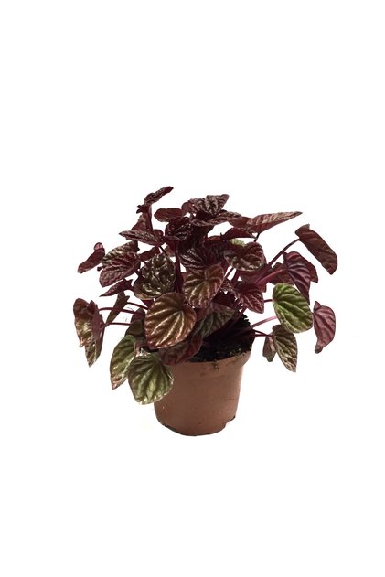 Peperomia Caperata 'Metallic Ripple' (Zümrüt Dalgası Çiçeği)