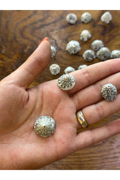 18 Pieces of Seashell Beads with Holes