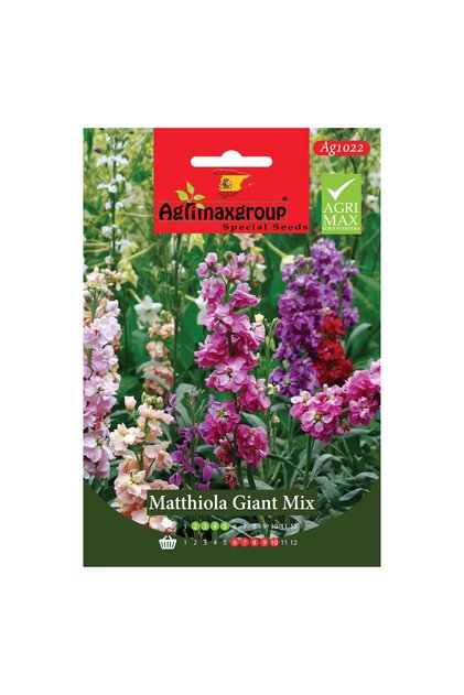 Matthhiola Giant Mix Premium Quality Seeds (Made in Spain)