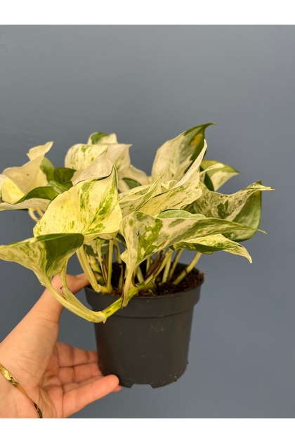 Epipremnum Happy Leaf - salon sarmaşığı ev - ofis 12cm
