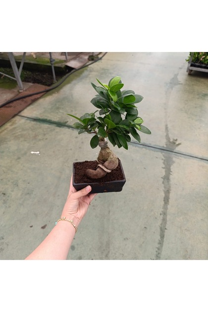 serada decor & plant Bonzai Fidanı Saksılı 20 cm 40 cm - Fiyatı