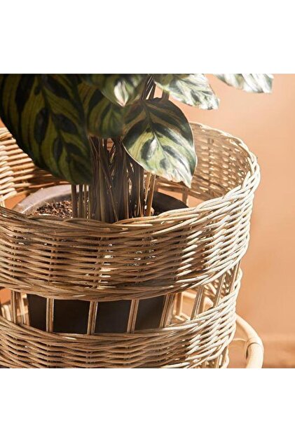 fern plant in german Lemon Button Fern – Plant Material main image 1