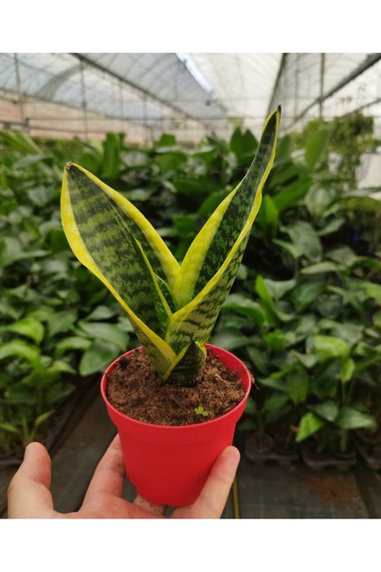 Mery Flowers Kl iei - Paa Klc - Sansevieria Laurentii Ev Bitkisi,  Ofis Bitkisi, Salon Bitkisi 20-30 cm