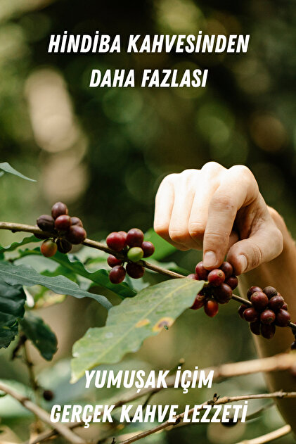 Herbal Palace Hindiba Detoks Kahvesi & 30 Günlük & Yumuşak Içim