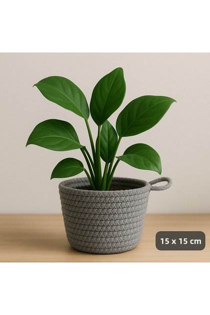 Basket Decorative Multi-Purpose Organizer 15X15 cm Plant Not Included