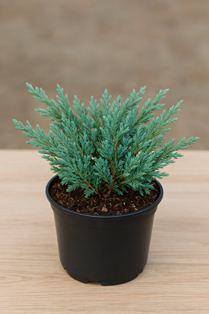 bahçevilya Juniperus horizontalis 'Blue Chip' – Mavi Sürünücü