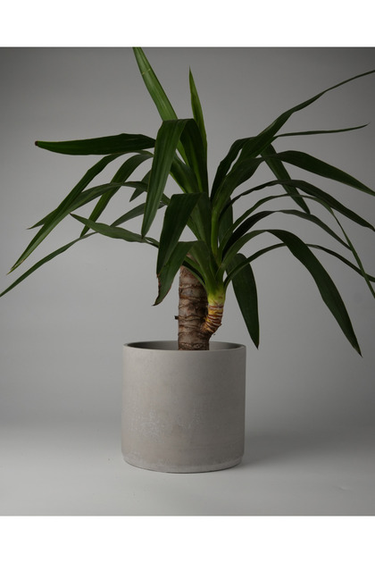 Kaju Creative Dekoratif Büyük Boy Beton Saksı - Silindir 4.5L