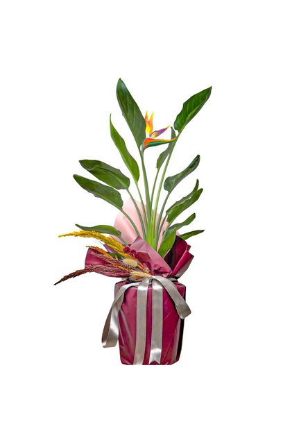 Starliçe Cennet Kuşu (Strelitzia Reginae) Hediye Paketli