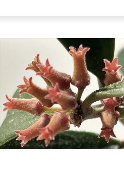 Hoya Manipurensis Mum Çiçeği