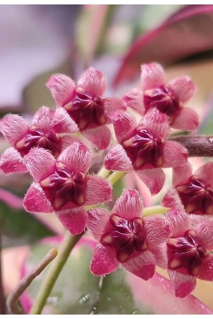 Hoya Kentiana Lori Lyn Mum Çiçeği
