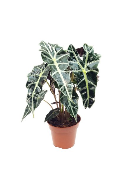Planta Alocasia polly, Urechea elefantului, H 40cm