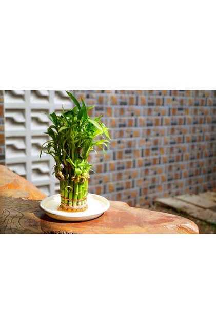 Şans Bambusu Tohumu - lucky bamboo - 5 adet