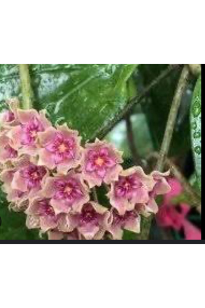 Hoya Flores İsland ut 039 -kokulu Mum Çiçeği 10-20 Cm Boyda Köklü Ve Sürgünlü