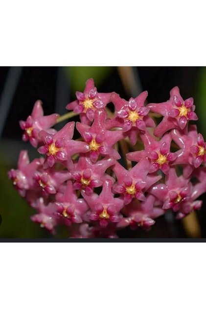 Hoya Glabra, kokulu mum çiçeği 10-20 cm boyda köklü ve sürgünlü