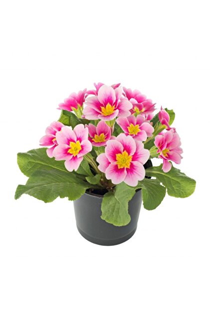 Planta naturala Gloxinia, Multicolor, H 20cm