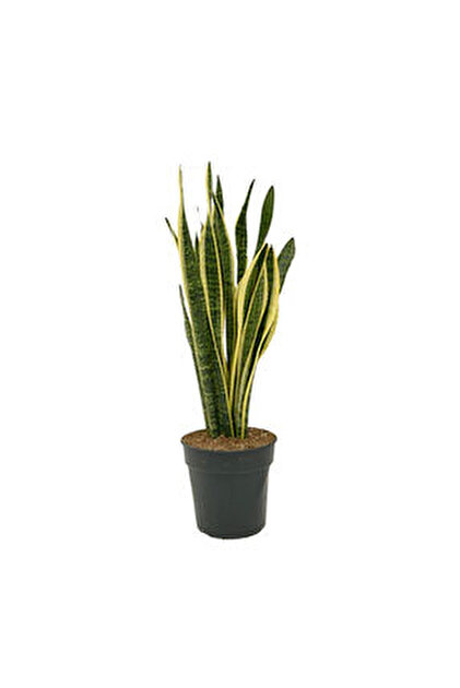 Belora Planta natural Aloe Aristata, suculent decorativ, nlime 20 cm-  Trendyol