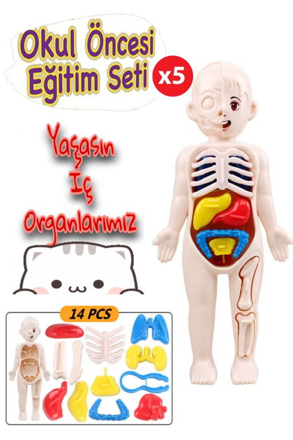 5 Adet Okullara Özel Okul Öğrenim Seti Vücudumuzu Tanıyalım Oyuncak Bebek Vücut Anatomisi 14 Parça