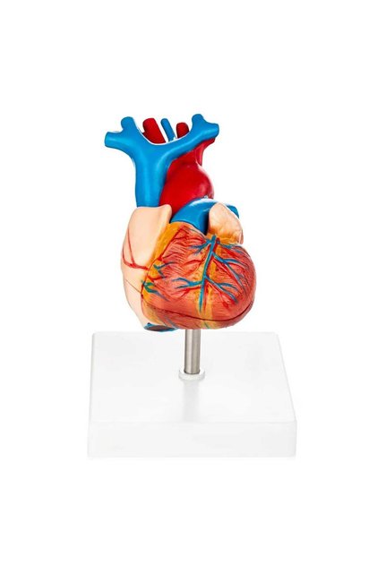 Kalp Maketi | İnsan Kalbi Anatomisi ve Dolaşım Sistemi Eğitim Modeli
