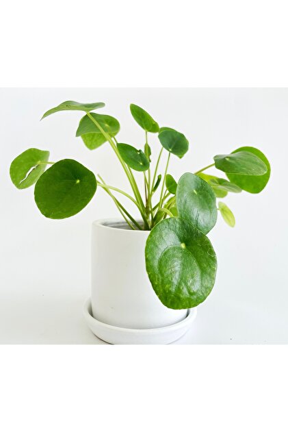 plot plant lovers of turkey 12x12 cm Beyaz Toprak Saksı, Londra