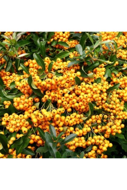 Piracanta Galbenă (Pyracantha Golden Charmer) – ghiveci,1 m, arbust ornamental veșnic verde, fru