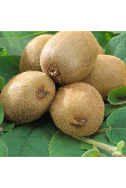 Kiwi Autofertil – Actinidia deliciosa, 50–70 cm, Ghiveci 3L, Plantă Cățărătoare cu Fructe Exotice