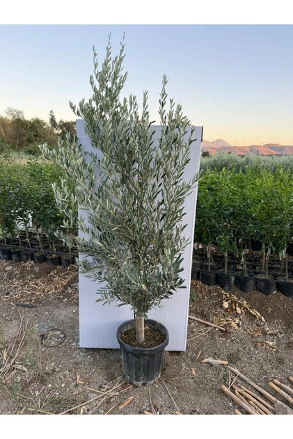 Saksıda 6 Yaşında Kalın Gövdeli Gemlik Zeytin Fidanı 1.7 - 2 Metre Boyunda