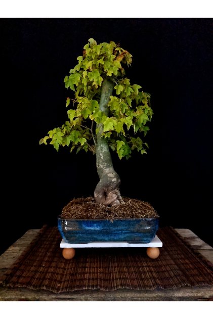 ÜÇ DİŞLİ AKÇAAĞAÇ BONSAİ