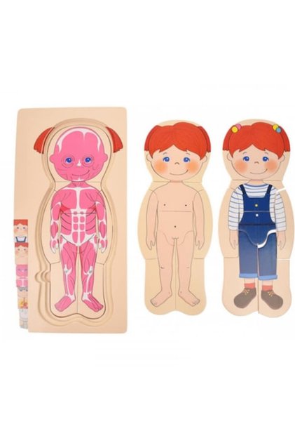Puzzle din lemn, Anatomia umană,