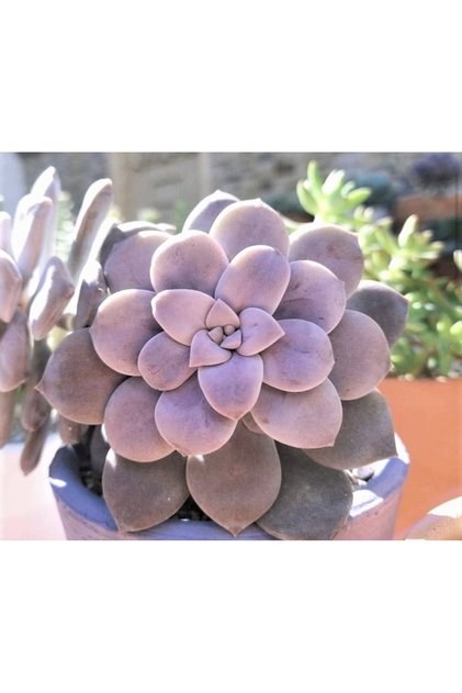 Graptopetalum Superbum koleksiyonluk özel tür sukulent 5,5cm saksıda