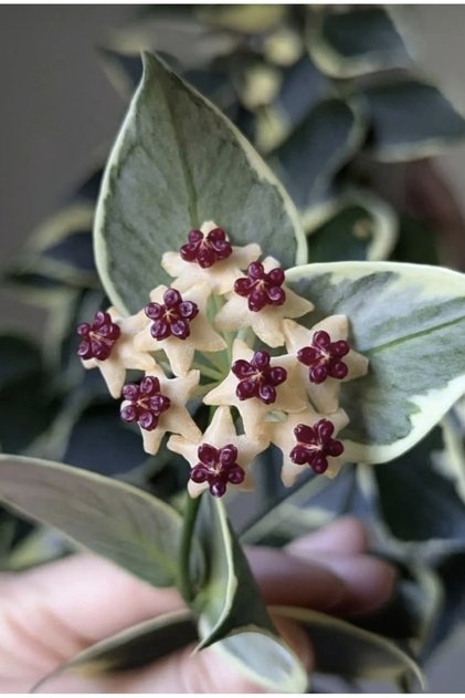Hoya Polyneura Albomarginata