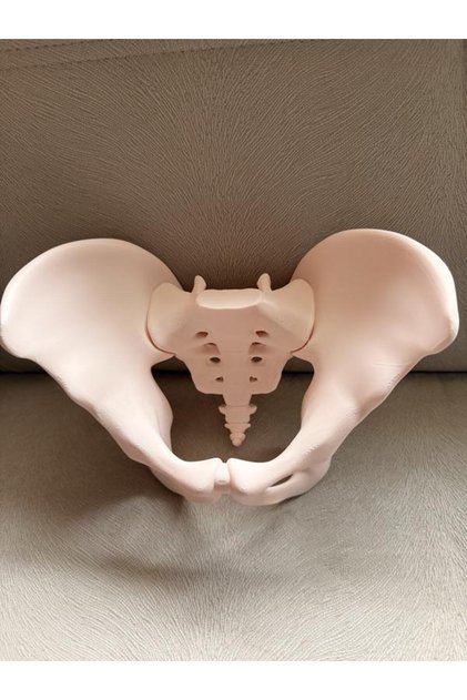 Anatomik pelvis Modeli-pelvis Maketi
