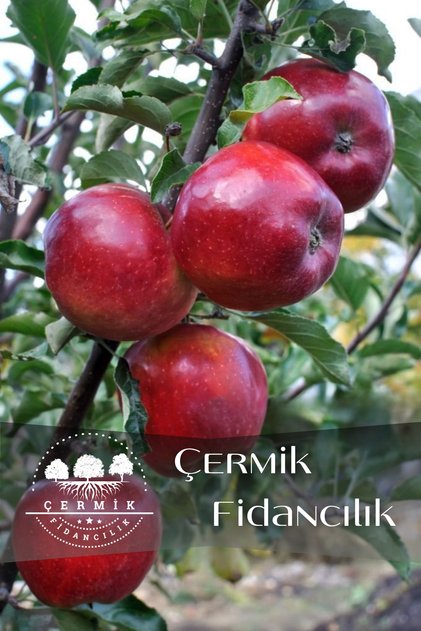 Kırmızı Elma Fidanı 3 Yaş