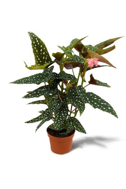 Begonia Aconitifolia Çilli Begonya / 20-40cm / Pembe Çiçekli İç Mekan Bitkisi