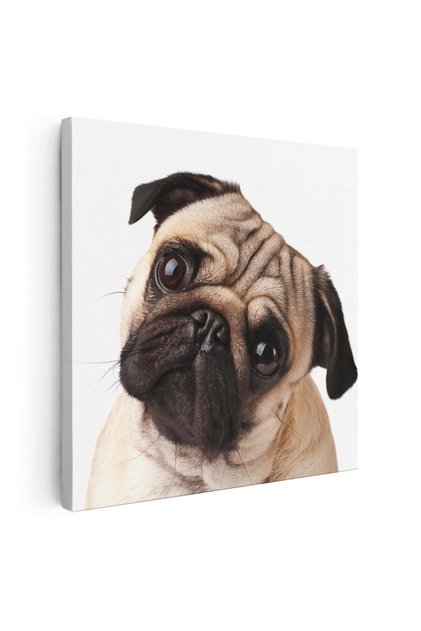 Tablou portret caine Mops (Pug), cod 4261