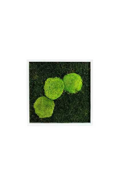 Tablou cu mușchi stabilizat 30×30 cm – decor pentru interior