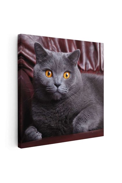 Tablou pisica British Shorthair, cod 4231